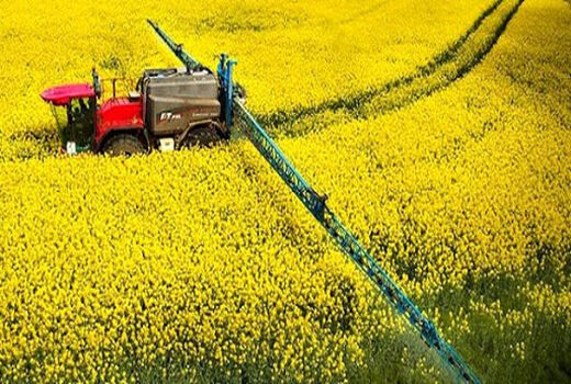 کلزاکاران مناطق معتدل و سردسیر مزارع خود را سمپاشی کنند
