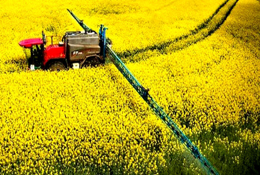کلزاکاران مناطق معتدل و سردسیر مزارع خود را سمپاشی کنند