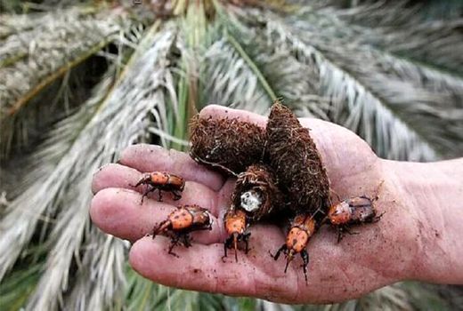 دانش به‌روز؛ کلید نجات نخلستان‌های خرما