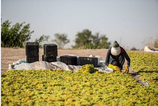 جمع‌آوری انگور در تاکستان‌های خراسان شمالی شتاب گرفت
