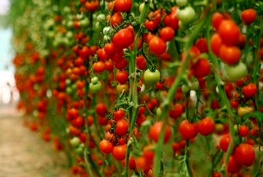 توسعه کشت محصولات باغی در استان کرمان