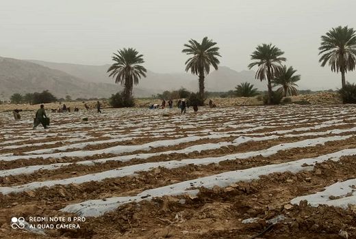 کاشت گوجه فرنگی در قیروکارزین ادامه دارد 