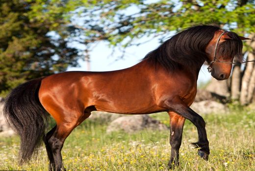 برنامه‌ریزی برای افزایش جمعیت اسب کاسپین به هزار راس در گیلان