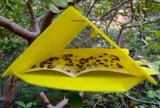 ردیابی مگس مدیترانه‌ای در 19 هزار هکتار از باغ‌های ساری