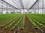 کشت‌های گلخانه‌ای یکی از راهکارهای مقابله با خشکسالی