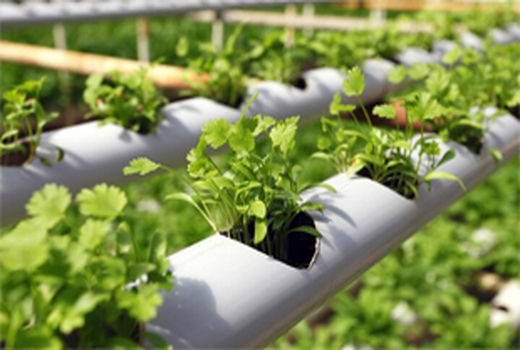 بررسی کشت هیدروپونیک در کشور 