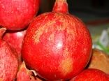 پیش بینی تولید ۴۸ هزار تن یاقوت سرخ در خراسان جنوبی