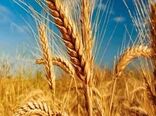 خرید تضمینی گندم در چهارمحال و بختیاری
