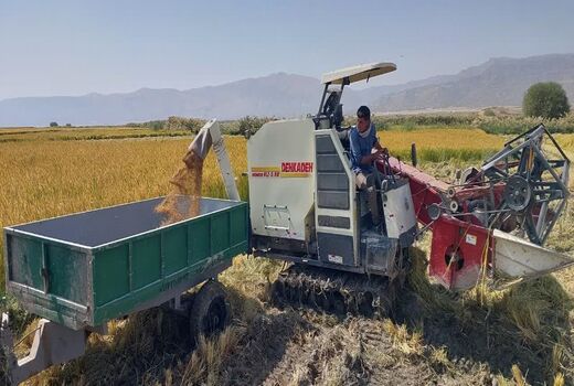 آغاز برداشت برنج کامفیروزی در مرودشت