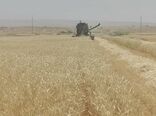 آغاز برداشت گندم استان ایلام در شهرستان دهلران
