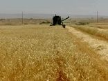 آغاز برداشت گندم استان ایلام در شهرستان دهلران