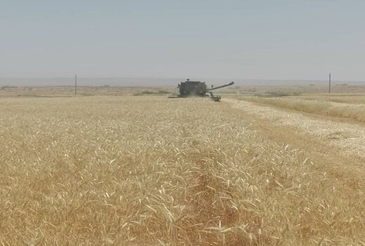 آغاز برداشت گندم استان ایلام در شهرستان دهلران