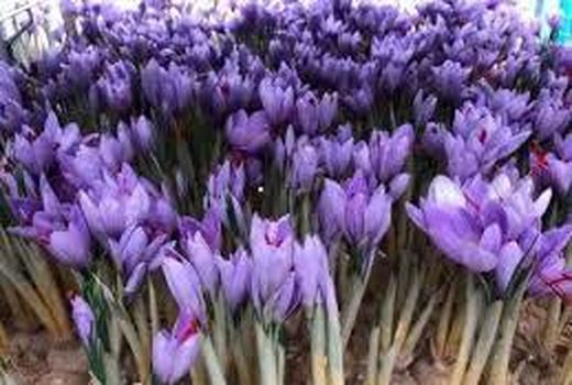 تولید زعفران به روش آیروپونیک در اصفهان