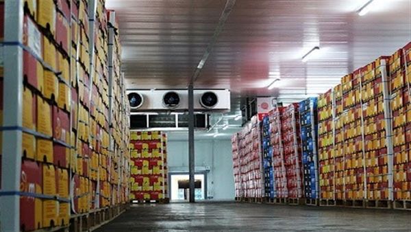 آغاز ذخیره‌سازی میوه ایام عید در کاشان