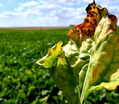 مدیریت تلفیقی؛ راهکار عبور از محدودیت کنترل بیماری‌های خاکزاد