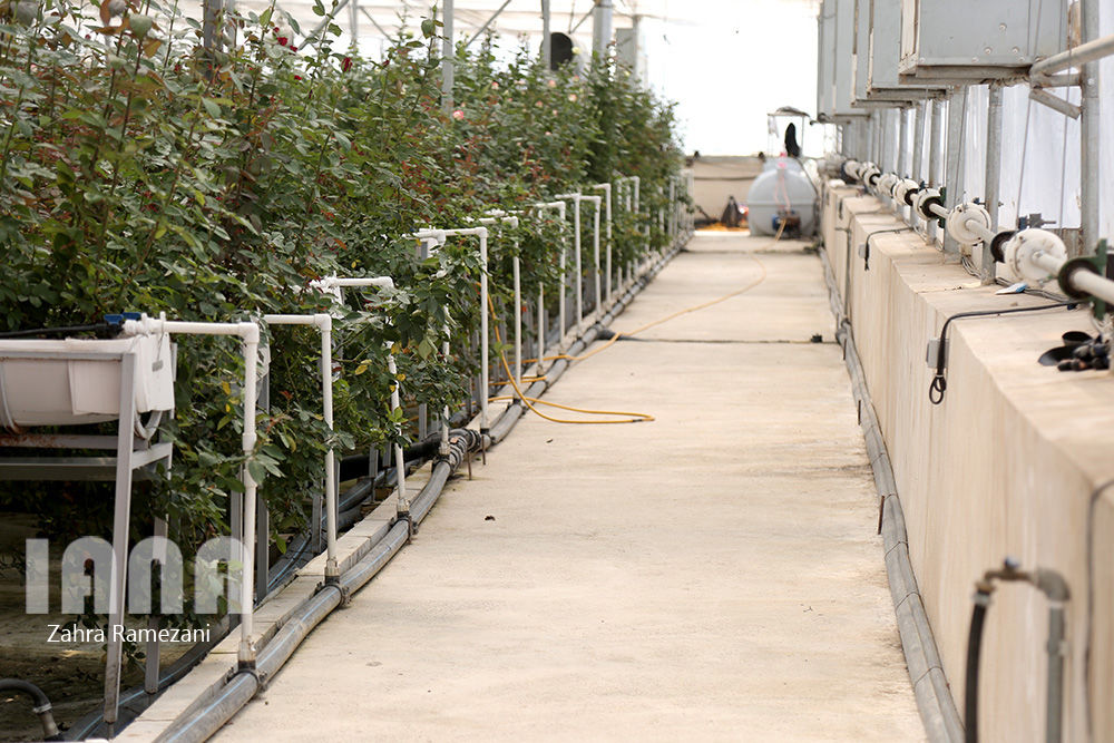 گلخانه شهاب گل خمین 