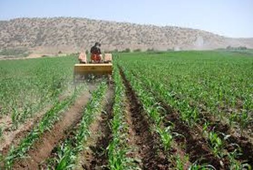 طرح جهش تولید در 32 هزار هکتار از دیمزارهای چهارمحال و بختیاری درحال اجراست