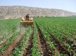طرح جهش تولید در 32 هزار هکتار از دیمزارهای چهارمحال و بختیاری درحال اجراست