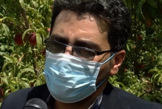 آغاز برداشت میوه‌های تابستانه در گلپایگان
