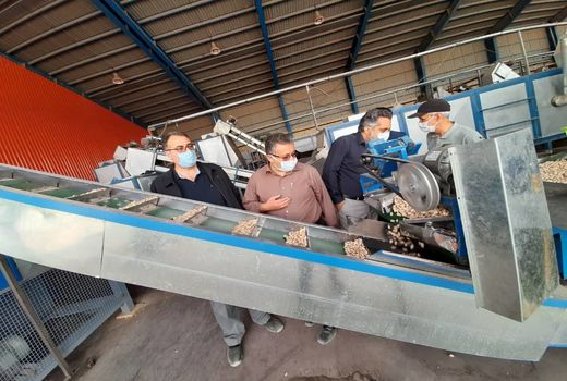 تولید سالانه بیش از ۸ هزار تن پسته در کویری‌ترین نقطه استان تهران