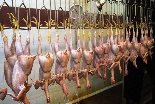 روزانه 7 تن گوشت مرغ در قروه مصرف می‌شود