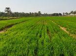 برگزاری دوره آموزشی مدیریت آب در کشت خشکه‌کاری برنج