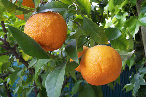 پیش بینی تولید بیش از 220 تن نارنج در کازرون