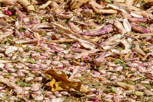 برداشت لوبیا از ۶۰۰ هکتار از مزارع استان قزوین