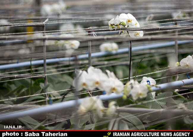 گلخانه بیست و پنج ساله درپاکدشت