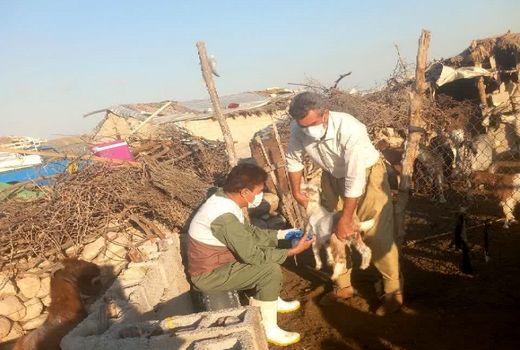 واکسیناسیون علیه بیماری طاعون نشخوارکنندگان در فراشبند آغاز شد