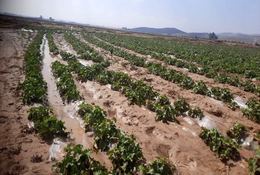 کشت محصولات جالیزی در 450 هکتار از مزارع فسا