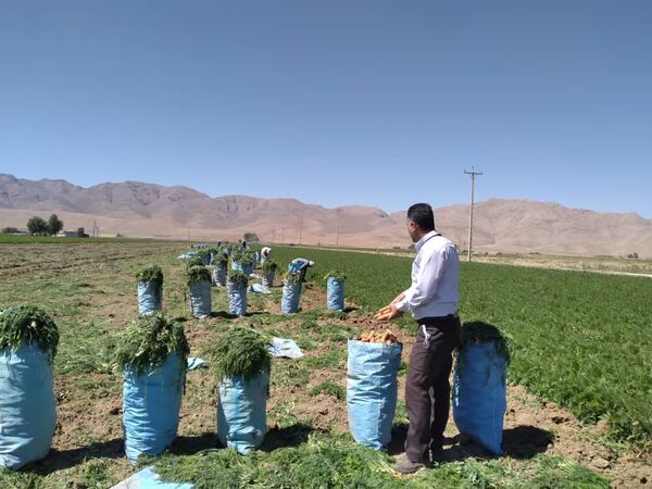 پیش بینی تولید 90 هزارتن هویج در اقلید