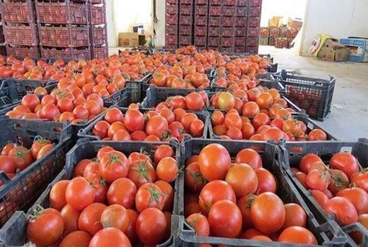 بهره‌برداران استان بوشهر برای دریافت کد محصول سالم در سماک ثبت نام کنند