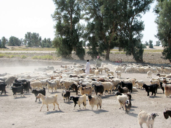 نظارت 63 اکیپ دامپزشکی ویژه عیدقربان در سیستان و بلوچستان