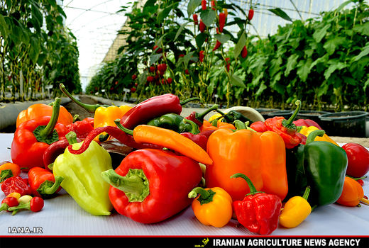 فلفل گلخانه‌ای 