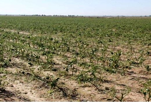 خسارت ۳۵۰ میلیارد ریالی بارندگی‌ به کشاورزان جاجرم