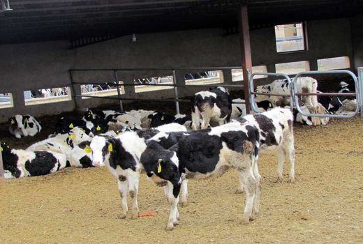 اجرای طرح واکسیناسیون تب برفکی دام سنگین در کرمان