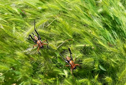 آغاز مبارزه با پوره‌های ملخ بومی در اراضی کشاورزی آذربایجان غربی