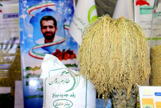 خودکفایی در تولید برنج با کشت ارقام هسته‌ای روشن و شهریار