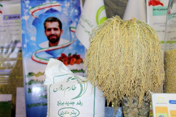 خودکفایی در تولید برنج با کشت ارقام هستهای روشن و شهریار
