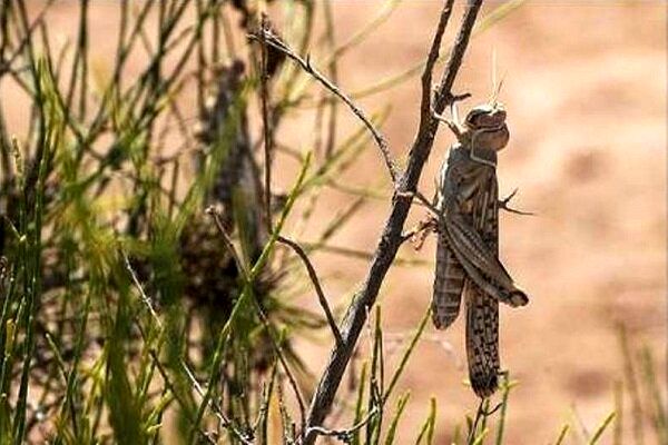 مبارزه با آفت ملخ در سطح ۲۹۵۰ هکتار از اراضی کشاورزی اصفهان