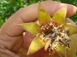 آغاز مبارزه بیولوژیک با کرم گلوگاه یاقوت سرخ 