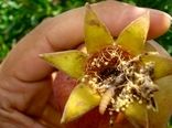 آغاز مبارزه بیولوژیک با کرم گلوگاه یاقوت سرخ 