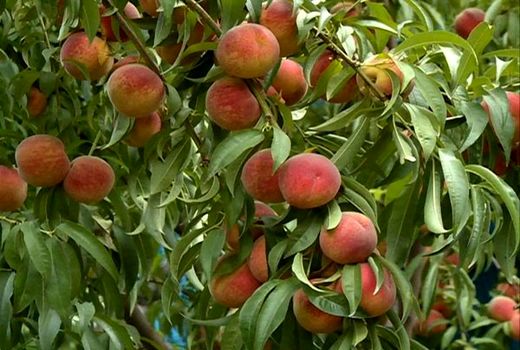 برداشت هلو و شلیل از باغ‌های استان قزوین آغاز شد