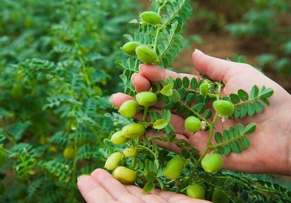 معرفی ۱۰ رقم جدید نخود برای کاشت در زمستان