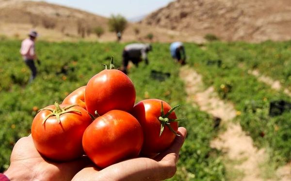 پیشبینی برداشت ۵۵۸ هزار تن گوجهفرنگی از مزارع قزوین با رعایت الگوی کشت