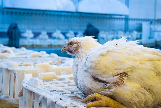 آنفلوآنزا 90 درصد واحدهای مرغداری قم را درگیر کرد