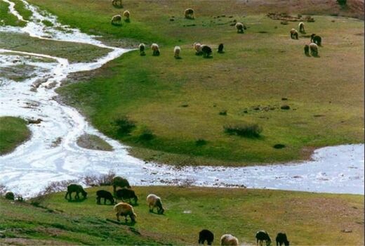 اجرای طرح تحول احیای پوشش گیاهی و تولید علوفه در ۵۰ میلیون هکتار از مراتع کشور