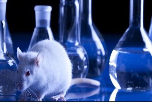 توسعه صادرات حیوانات آزمایشگاهی و فرآورده‌های بیولوژیک در دستور کار است