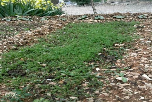 ایجاد باغچه‌های سلامت به همت زنان روستایی